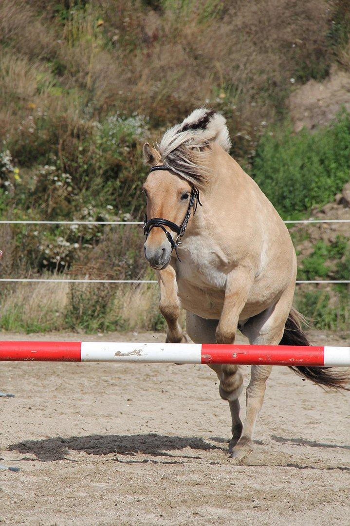 Fjordhest Sanita Dalsgaard - D.09/09-2011 Foto: OMG billede 6
