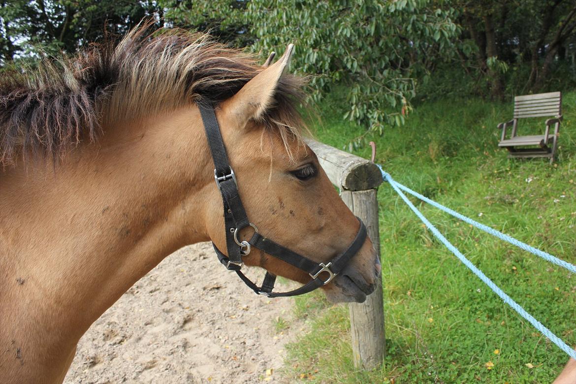 Anden særlig race Cocio - søde Cocio :) billede 12