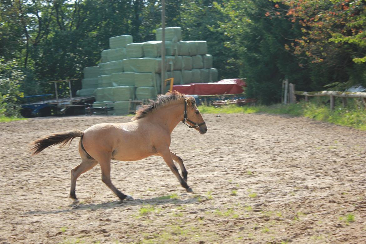 Anden særlig race Cocio - Cocio i galop på banen :) billede 13