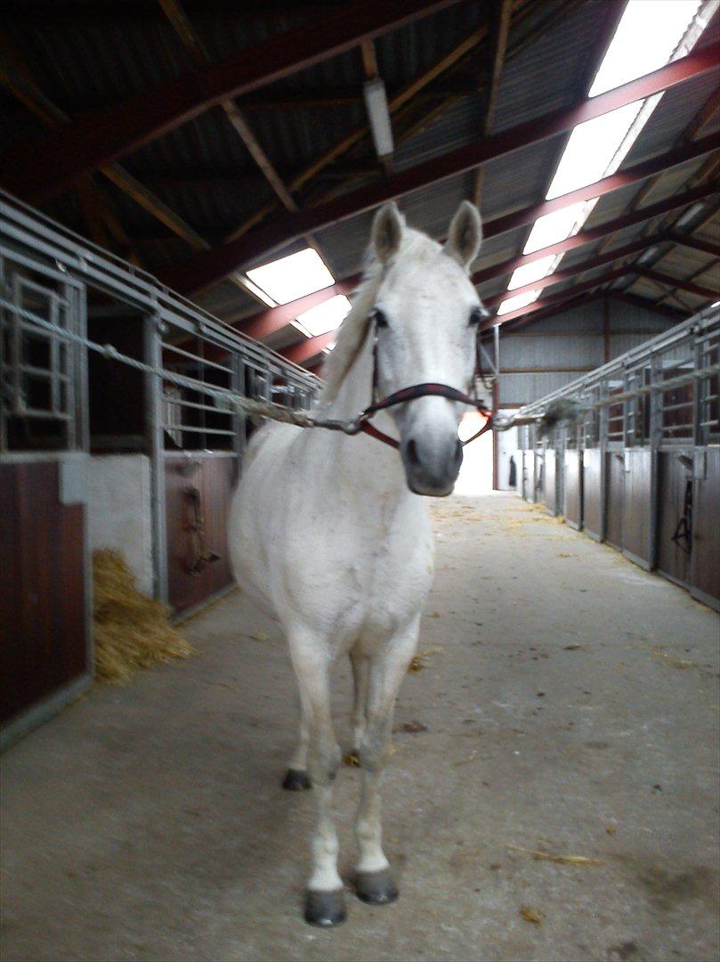 Anden særlig race Sussi billede 5