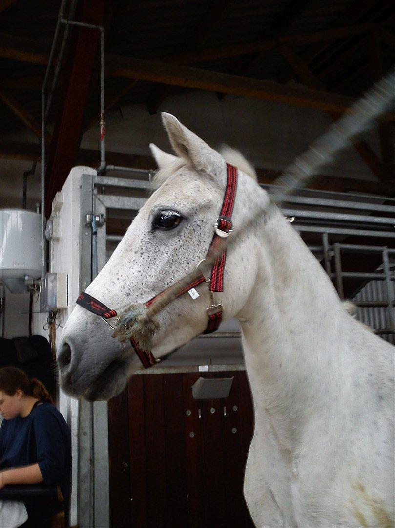 Anden særlig race Sussi billede 10