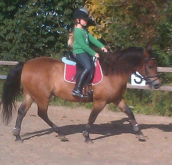 New Forest Horsemosens Timian - Undervisning igen idag. Hun er min lille ''Dressur'' Ponse :D Du var bare SÅ FIN :*<3 billede 13