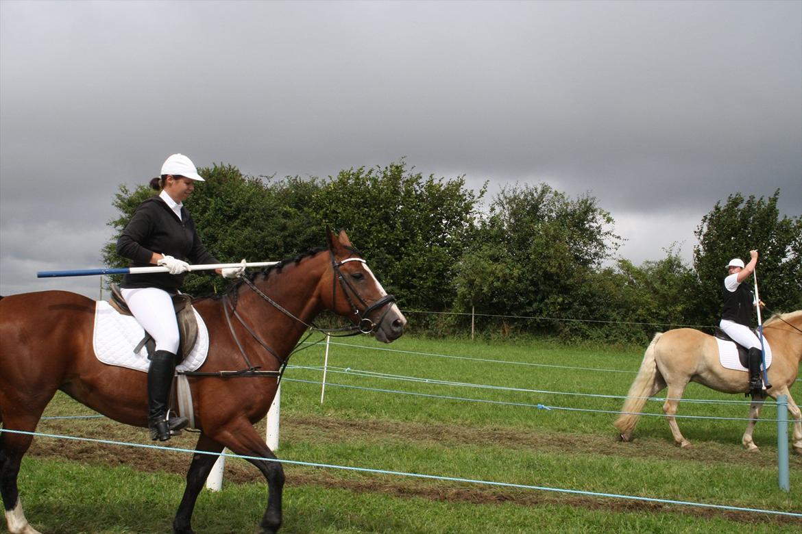 Dansk Varmblod Leika *R.I.P* - Skelde Ringridning 2011 billede 7