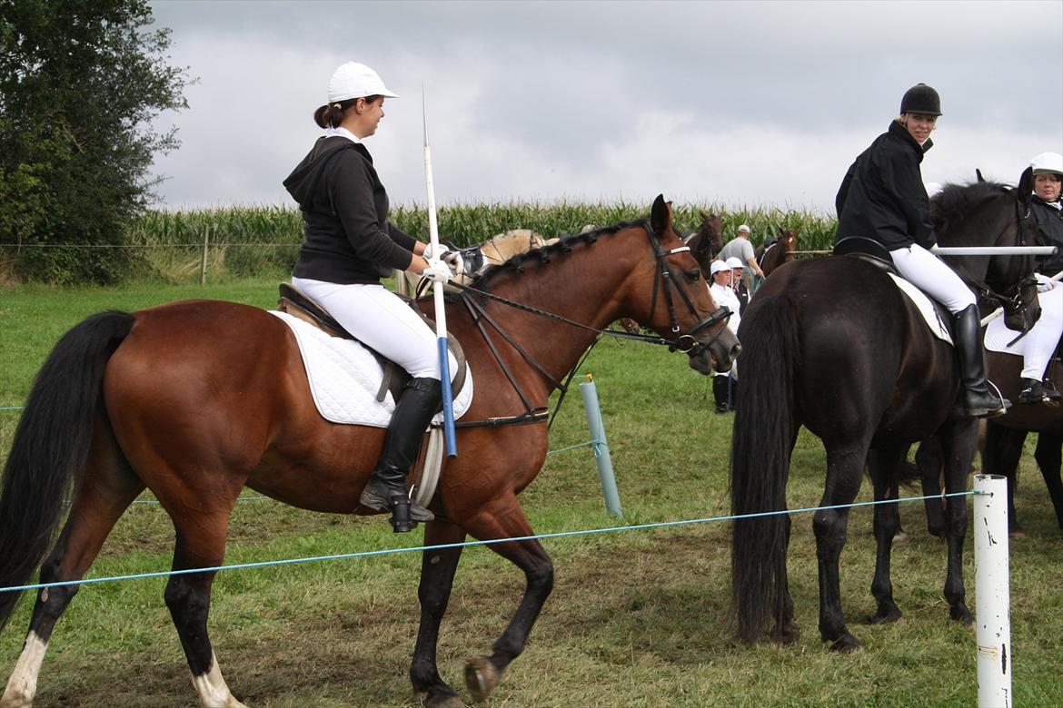 Dansk Varmblod Leika *R.I.P* - Skelde Ringridning 2011 billede 8