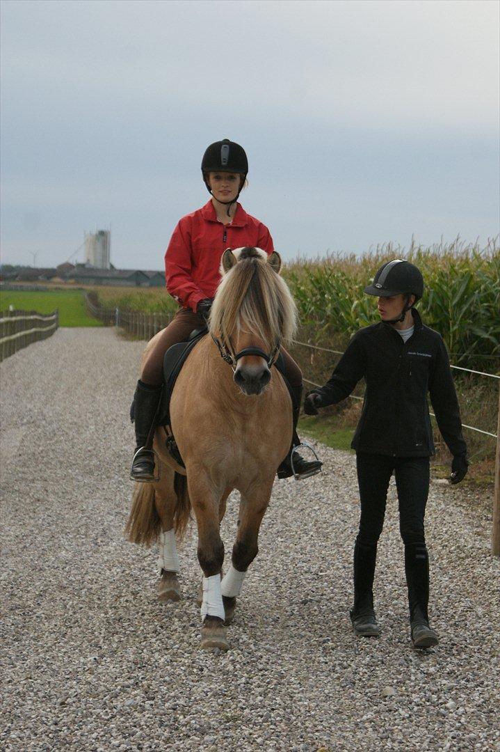 Fjordhest Dalargutt aka Gutti/Gutten - Så tager vi en lille tur, som skridt af. d. 9/9-11
Første gang på ryggen af ham, og hans første gang derhjemme. billede 2