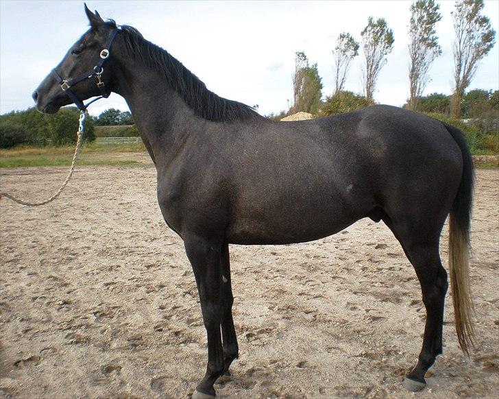 Trakehner Harmon - Lige ankommet ti sit nye hjem.. billede 1