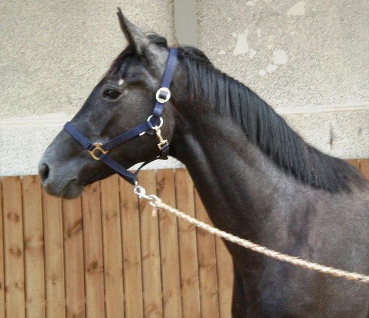 Trakehner Harmon - Netop afkommet til TJR. D 9/9 2011. billede 2