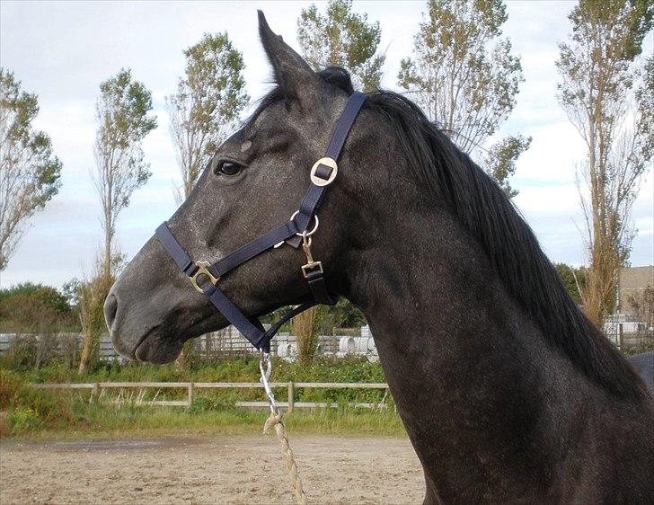 Trakehner Harmon - Netop afkommet til TJR. D 9/9 2011. billede 3