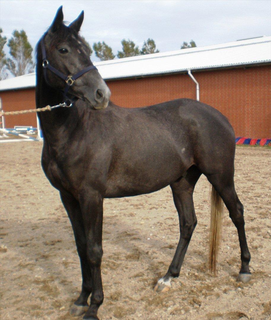 Trakehner Harmon - Netop afkommet til TJR. D 9/9 2011. billede 4