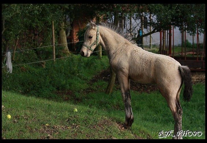 Barockpferd Birkegaards Braveheart R.I.P - Nu er jeg ca 1½ md gammel billede 3