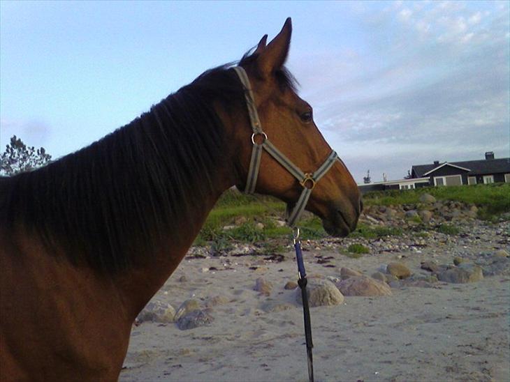 {{currentPhoto.altText}} billede {{currentPhoto.number}}