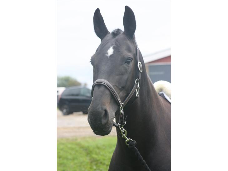 {{currentPhoto.altText}} billede {{currentPhoto.number}}