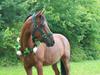 Welsh Partbred (Sec F) Dimitri [Tidl. part]