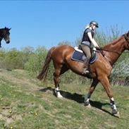 Dansk Varmblod Lautane (Loui)!