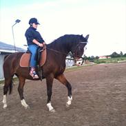 Dansk Varmblod vindsebækgaards Belisha 