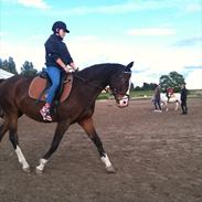 Dansk Varmblod vindsebækgaards Belisha 