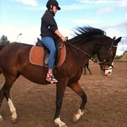 Dansk Varmblod vindsebækgaards Belisha 