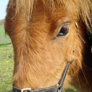 Shetlænder >>Bonanza<<