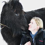 Islænder Skipting fra Troldskov