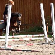 Welsh Mountain (sec A) Jolly Jumper 