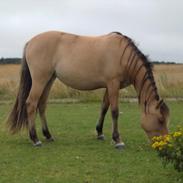 Anden særlig race AnneBell a.k.a Bell SOLGT [Tidl. hest]