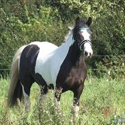 Irish Cob Troelsegaardens Cashiopeia