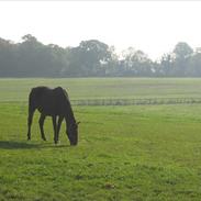 Anden særlig race East Boy