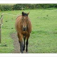 Anden særlig race East Boy