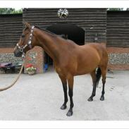 Anden særlig race East Boy