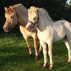 Fjordhest Kragshøjs Ladonia R.I.P