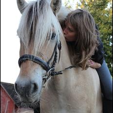 Fjordhest Mayboom (Bommer) R.I.P 