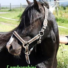 Pinto Piilgaardens Lamborghini <3 * HINGST *