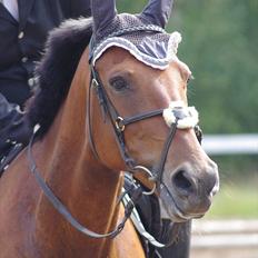 Anden særlig race Marcus