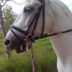 Anden særlig race Spice Girl