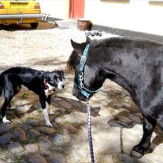 Knabstrupper I Moonlight Shadow