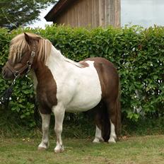 Shetlænder Simone Hagenstrup. SOLGT!