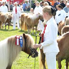 Shetlænder Simone Hagenstrup. SOLGT!
