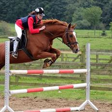 Dansk Varmblod Thekla