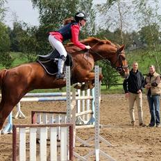 Dansk Varmblod Thekla