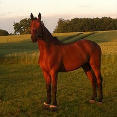 Dansk Varmblod Lui S