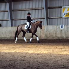 Dansk Varmblod Hoeck's Shakira