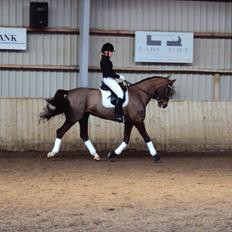 Dansk Varmblod Hoeck's Shakira