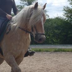Haflinger Cody