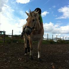 Fjordhest Rune Åby