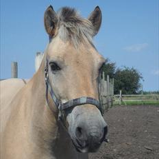 Fjordhest Rune Åby