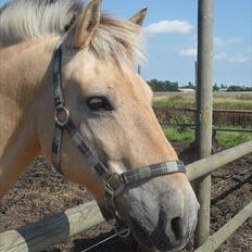 Fjordhest Rune Åby