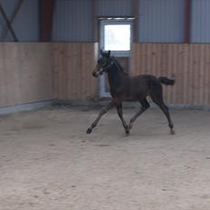 Dansk Varmblod Static