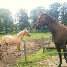 Anden særlig race Bjørnegård's Mio