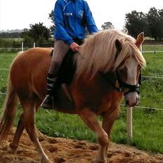 Haflinger Wonder