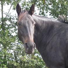 Traver Exposito Attack